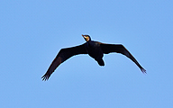 01 Great cormorant (Phalacrocorax carbo)